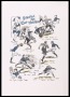 Image of : Cartoon - Everton the Cup Winners